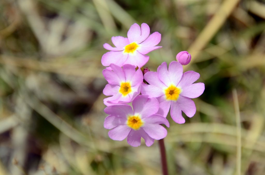 23 Pink Flowers With Yellow Centre Close Up At Kerqin Camp In The Shaksgam Valley On Trek To K2 North Face In China